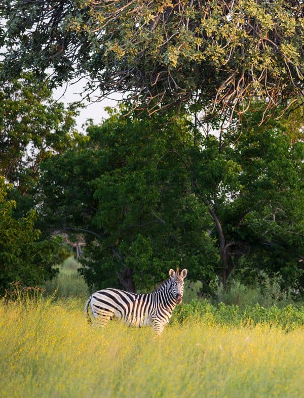 Linyanti Wildlife Reserve