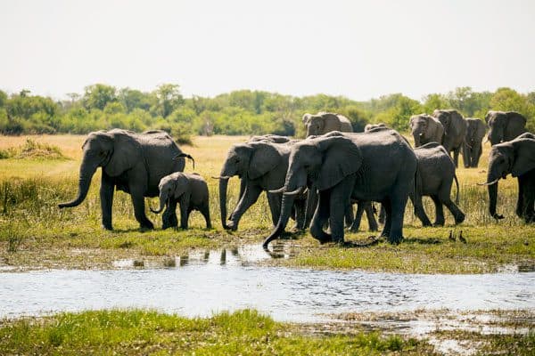 Moremi Game Reserve