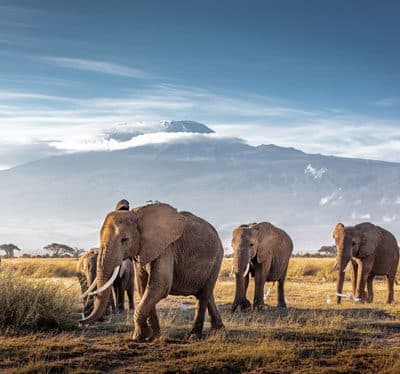 Amboseli
