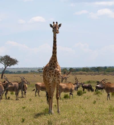 Masai Mara