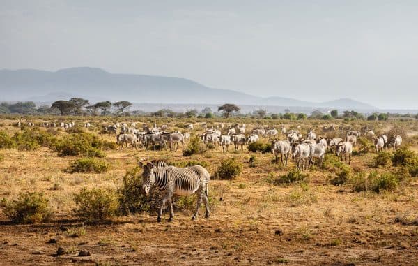 Samburu National Reserve