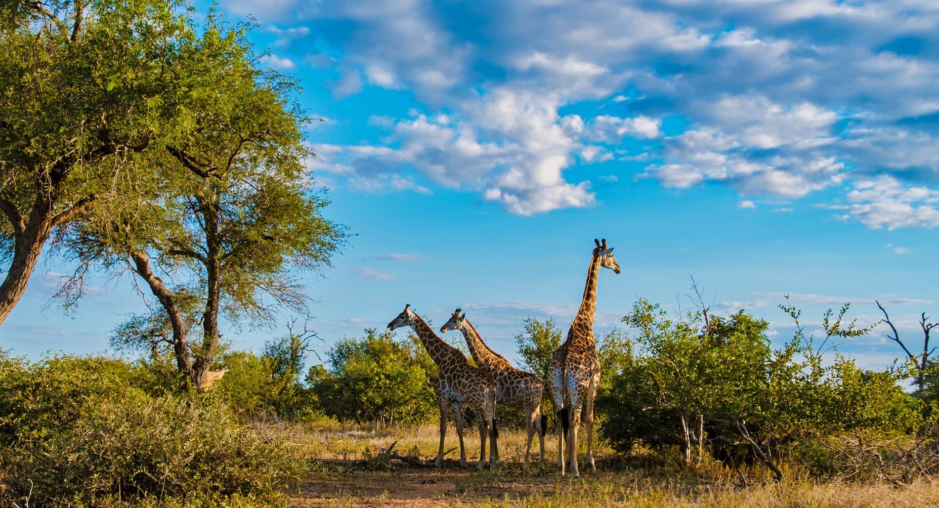 South Africa