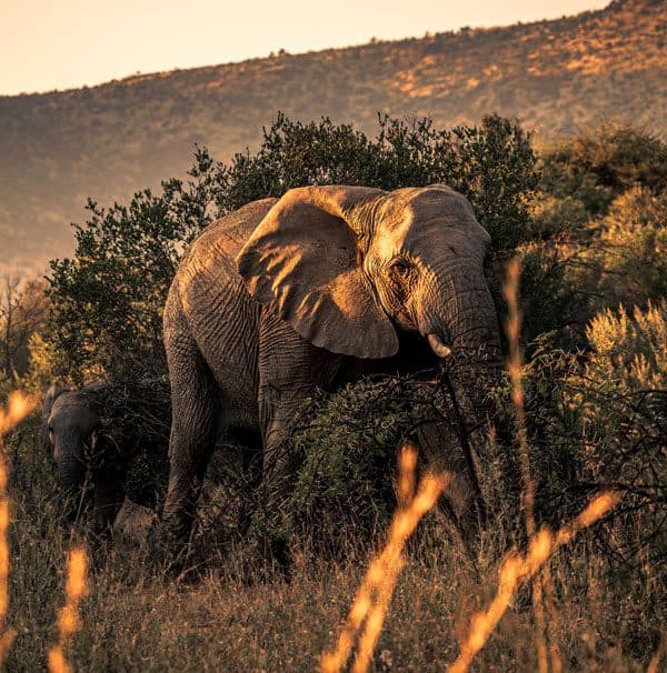Pilanesberg