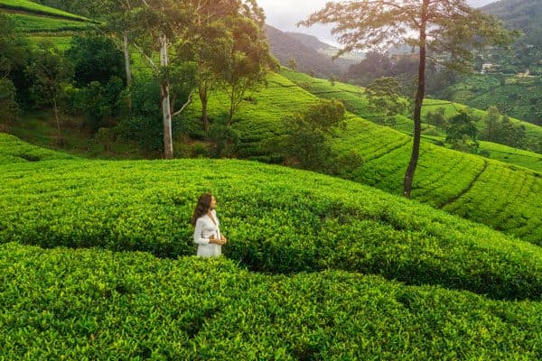 Nuwara Eliya